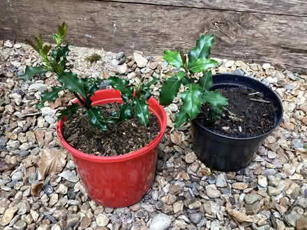 Photo of free Two small holly plants. (Surrenden BN1) #1
