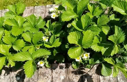 Photo of free Strawberry Plants (Whitehaven CA26) #1