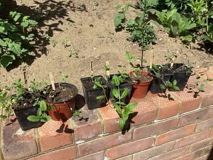Photo of free Garden Mint plants, 3 varieties (Surrenden BN1) #1