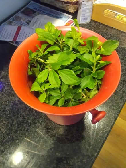 Photo of free Pachysandra & 2 Aloe leaves (Winchester) #1