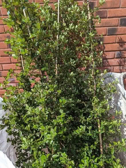 Photo of free Plants, Pyracantha (Stroud GL10) #1