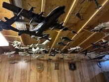 Photo of free Model Aircraft (Orleans) #2