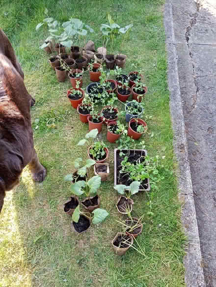 Photo of free Veg plants (Bolton le Sands LA5) #1