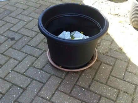 Photo of free Large black plastic flower pot (Thorpe St Andrew NR7) #1
