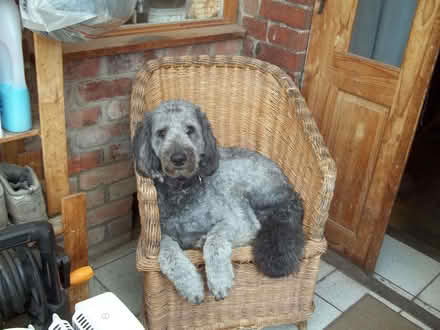 Photo of free Large plastic dog bed (Cainscross GL5) #1