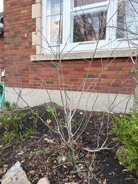 Photo of free Rose of Sharon bushes (Civic Hospital) #1