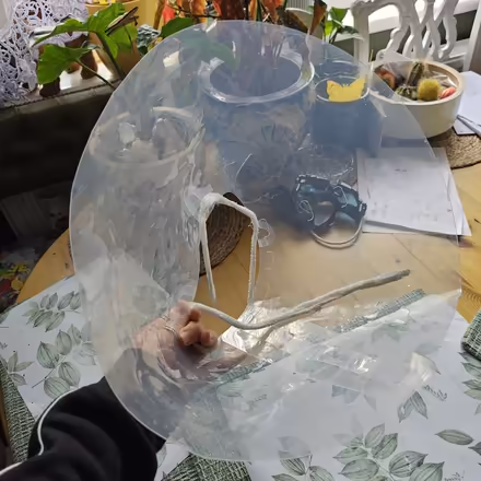Photo of free Dog safety head cone collar (EH4 7DN) #1