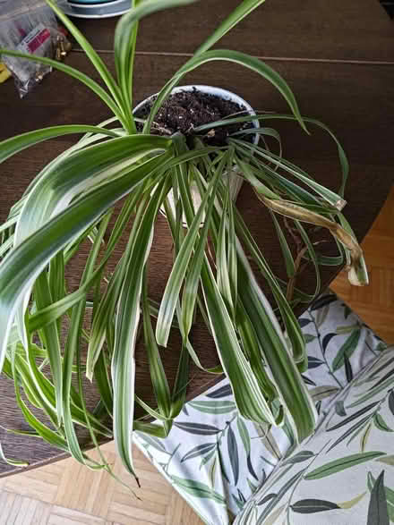 Photo of free Spider plant (Foster Farm) #1