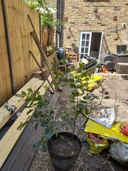 Photo of free Holm oak saplings (Stockwell SW9) #1