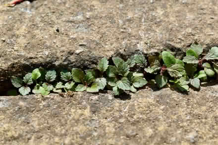 Photo of free Verbena bonariensis seedlings (Hatfield AL10) #4