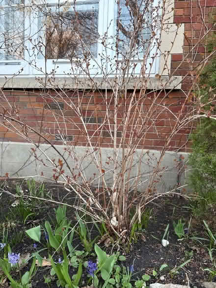 Photo of free Rose of Sharon bushes (Civic Hospital) #3