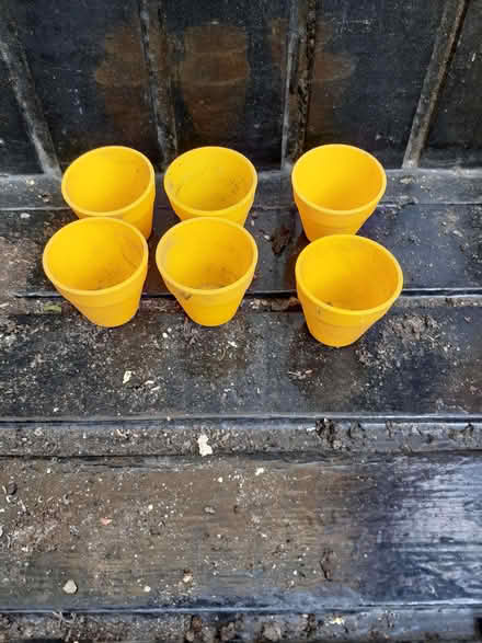 Photo of free 6 tiny yellow plant pots (Wandsworth Common SW12) #1