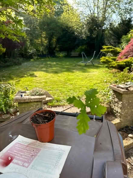Photo of free Small oak sapling (Sanderstead) #1