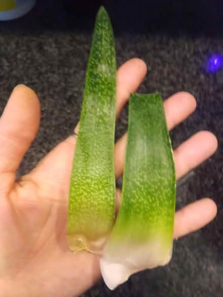Photo of free Pachysandra & 2 Aloe leaves (Winchester) #2