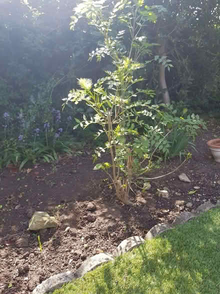 Photo of free Small ash tree/sapling (Innsworth GL3) #1