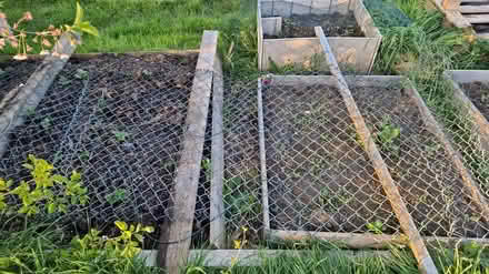 Photo of free Chain link fencing (Hatfield AL10) #1