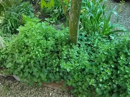 Photo of free Campanula poscharskyana (Burton-in-Kendal LA6) #2