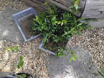 Photo of free Sarcococca Christmas Box seedlings (Burton-in-Kendal LA6) #2