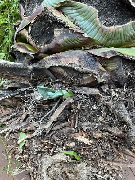 Photo of free Large Mature Agave For Landscaping (San Rafael, Near Gerstle Park) #2