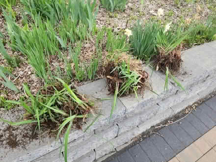 Photo of free Siberian irises (Brookfield Connecticut) #1
