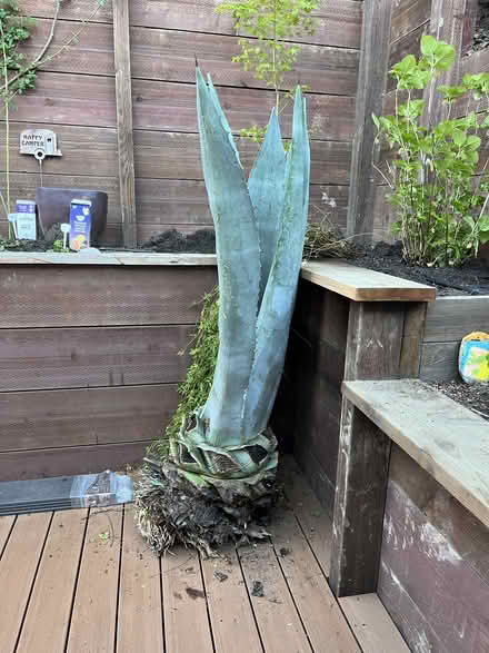 Photo of free Large Mature Agave For Landscaping (San Rafael, Near Gerstle Park) #1