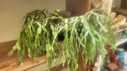 Photo of free Easter cactus plant (Bromley BR1) #1