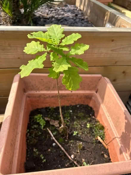 Photo of free Oak sapling (Waterlooville PO7) #1