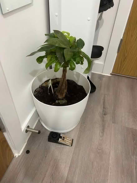 Photo of free 2 money tree plants (Butetown CF10) #2