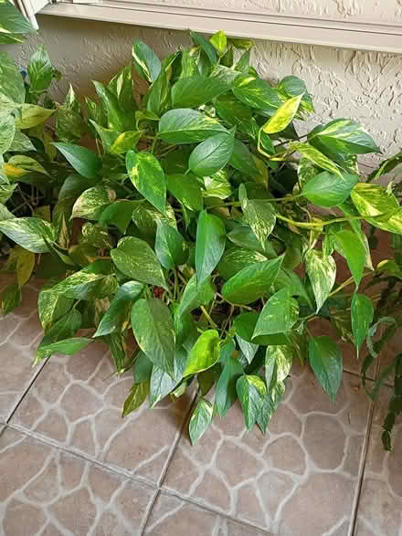 Photo of free Large Pothos Plant (Sunrise- near City Hall) #1