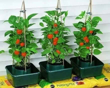 Photo of Tomato plants (Hopton ST18) #1