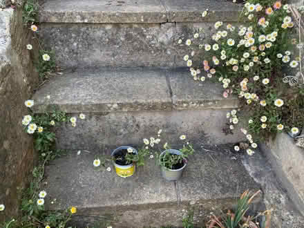 Photo of free Mexican fleabane (Lower Weston) #2