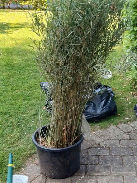 Photo of free Bamboo with roots (Felden HP3) #1