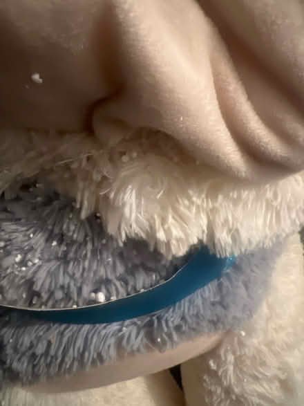 Photo of free Large and lovely teddy (TW13) #2