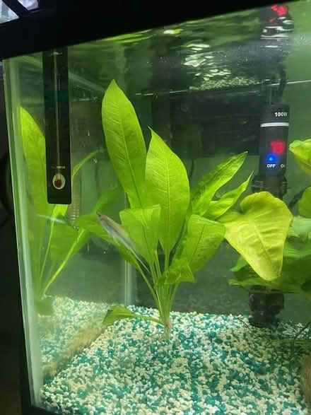 Photo of free Aquarium plants (Woolen Mills) #1