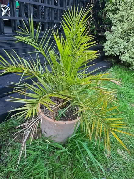 Photo of free Palm tree (BS5) #1