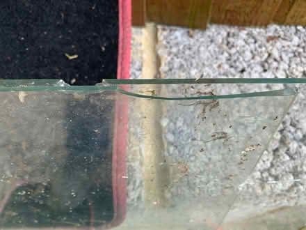Photo of free Greenhouse glass (Midhurst GU29) #4