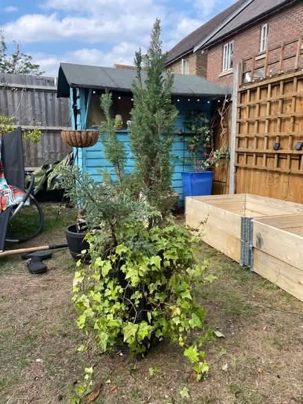Photo of free Fern Tree (Broomfield CM1) #1