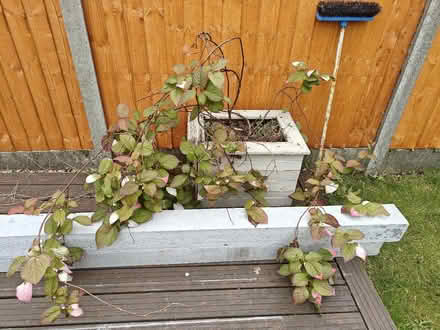 Photo of free Actinidia kolomikta - hardy kiwi vine (Penwortham PR1) #2