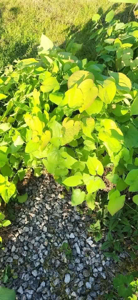 Photo of free Plants (Clayton-le-Woods PR25) #3