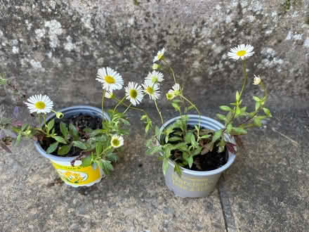 Photo of free Mexican fleabane (Lower Weston) #1