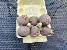 Photo of free Maris Piper seed potatoes (Caldecott OX14) #1