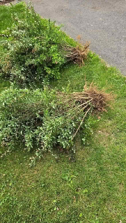 Photo of free Barberry plants (Fairplay) #2