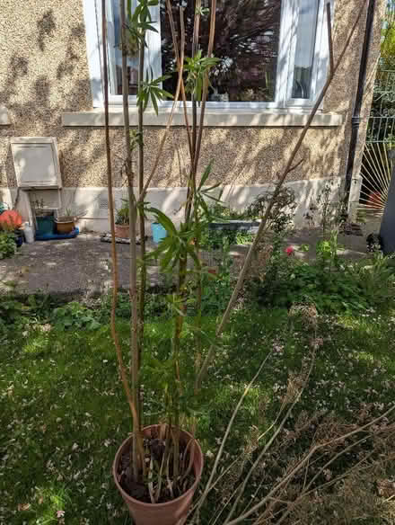 Photo of free Willow (Craiglockhart EH14) #1