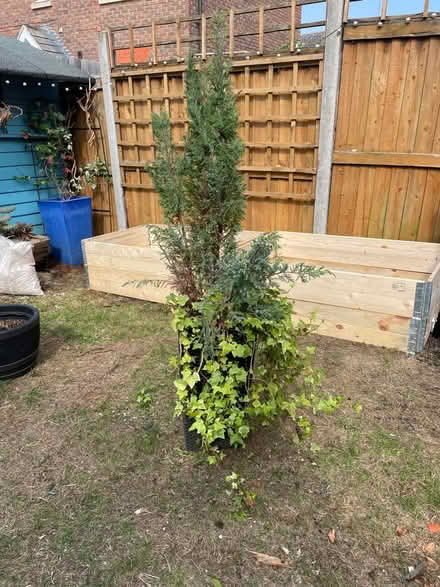 Photo of free Fern Tree (Broomfield CM1) #2