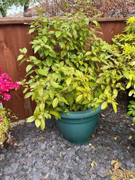 Photo of free plants 3 big pots ready to go (CH62 bromborough) #4