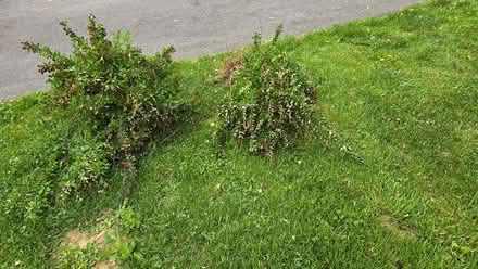 Photo of free Barberry plants (Fairplay) #1