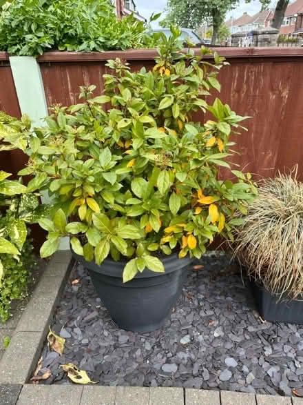Photo of free plants 3 big pots ready to go (CH62 bromborough) #2