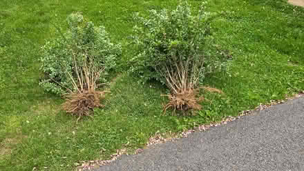 Photo of free Barberry plants (Fairplay) #3