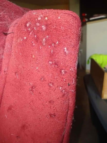 Photo of free Loveseat (Verona) #2