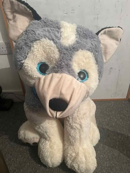Photo of free Large and lovely teddy (TW13) #1